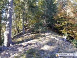 vand-teren-forestier-de-458-ha-cu-cabana-voina-leresti-arges-5
