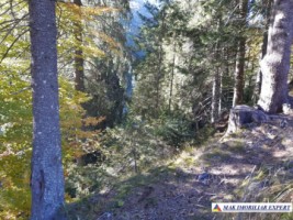 vand-teren-forestier-de-458-ha-cu-cabana-voina-leresti-arges-8