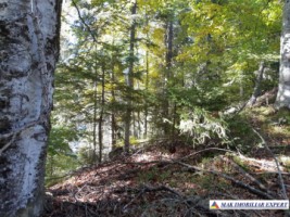 vand-teren-forestier-de-458-ha-cu-cabana-voina-leresti-arges-6