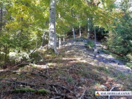 vand-teren-forestier-de-458-ha-cu-cabana-voina-leresti-arges-10