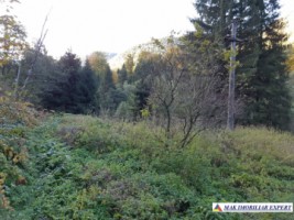 teren-extravilan-5005-mp-de-vanzare-rucar-satic-arges-ideal-pentru-proiecte-agricole-recreative-sau-de-investitie-in-turism-17