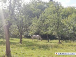 teren-4800-mp-intravilan-de-vanzare-in-godeni-arges-ideal-pentru-dezvoltari-rezidentiale-sau-comerciale-5