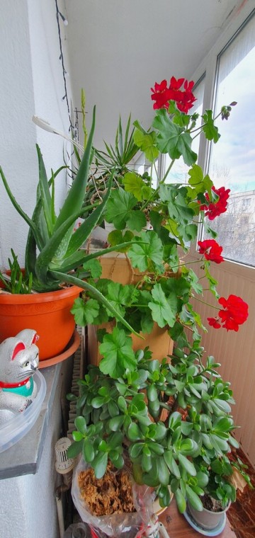 9-mai-4-camere-34-dec-2-bai-2-balcoane-la-75000-euro-11