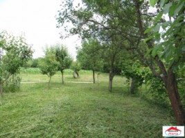 viile-satu-mare-2-case-cu-teren-3200-mp-id-22085-3