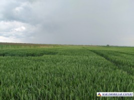 teren-agricol-si-lac-496-ha-extravilan-de-vanzare-in-negoi-dolj-ideal-pentru-activitati-agricole-si-piscicole