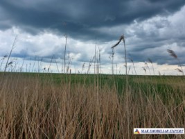 teren-agricol-si-lac-496-ha-extravilan-de-vanzare-in-negoi-dolj-ideal-pentru-activitati-agricole-si-piscicole-1