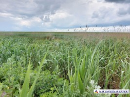 teren-agricol-si-lac-496-ha-extravilan-de-vanzare-in-negoi-dolj-ideal-pentru-activitati-agricole-si-piscicole-4
