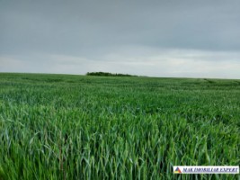 teren-agricol-si-lac-496-ha-extravilan-de-vanzare-in-negoi-dolj-ideal-pentru-activitati-agricole-si-piscicole-3