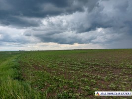 teren-agricol-si-lac-496-ha-extravilan-de-vanzare-in-negoi-dolj-ideal-pentru-activitati-agricole-si-piscicole-5