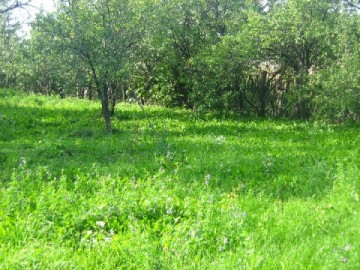 vanzare-teren-bufteadarza-8500euro-1