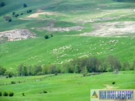 teren-extravilan-de-10-ha-in-stoenesti-arges-oportunitate-agricola-sau-investitie-12