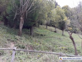 teren-extravilan-2500-mp-rucar-arges-ideal-pentru-proiecte-agricole-si-rurale