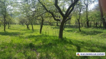 teren-intraextravilan-3600-mp-de-vanzare-musatesti-arges-7