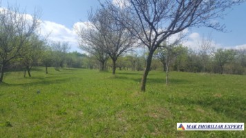 teren-intraextravilan-3600-mp-de-vanzare-musatesti-arges-6