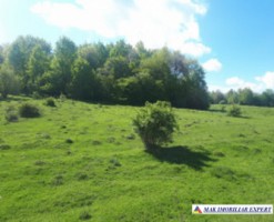 teren-extravilan-2800-mp-in-cretisoara-campulung-muscel-arges-3