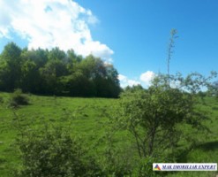 teren-extravilan-2800-mp-in-cretisoara-campulung-muscel-arges-4