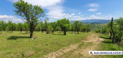 teren-extravilan-de-1-ha-si-4000-mp-ideal-pentru-pomicultura-sau-proiecte-rezidentiale-situat-in-valea-mare-pravat-arges-4