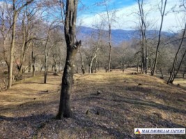 teren-7500-mp-extravilan-de-vanzare-in-corbi-arges-ideal-pentru-activitati-agricole-1