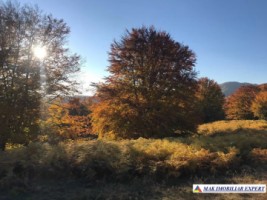 teren-extravilan-8876-mp-nucsoara-arges-ideal-pentru-agricultura