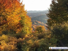 teren-extravilan-8876-mp-nucsoara-arges-ideal-pentru-agricultura-1