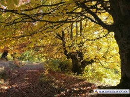 teren-extravilan-8876-mp-nucsoara-arges-ideal-pentru-agricultura-2
