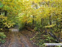 teren-extravilan-8876-mp-nucsoara-arges-ideal-pentru-agricultura-4
