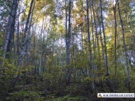 teren-extravilan-8876-mp-nucsoara-arges-ideal-pentru-agricultura-6