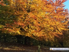 teren-extravilan-8876-mp-nucsoara-arges-ideal-pentru-agricultura-5
