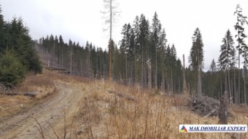 teren-1-ha-transalpina-voineasa-valcea-28