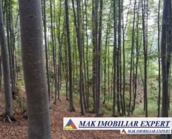 padure-mixta-de-1-ha-de-vanzare-in-bughea-de-jos-arges-2