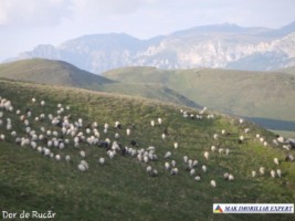 teren-extravilan-45-ha-de-vanzare-rucar-capitanu-arges-9