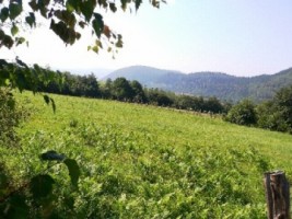 teren-5000-mp-extravilan-de-vanzare-in-leresti-arges-6