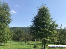 teren-intra-extravilan-4000-mp-in-apa-sarata-campulung-muscel-3