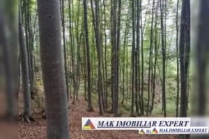 padure-mixta-de-4200-mp-de-vanzare-in-poenarii-de-muscel-oaza-ta-verde