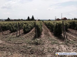 domeniu-viticol-3-ha-cu-conac-boieresc-si-teren-de-25-ha-de-vanzare-in-calinesti-oportunitate-de-investitie