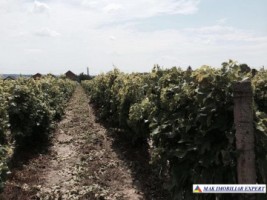 domeniu-viticol-3-ha-cu-conac-boieresc-si-teren-de-25-ha-de-vanzare-in-calinesti-oportunitate-de-investitie-1
