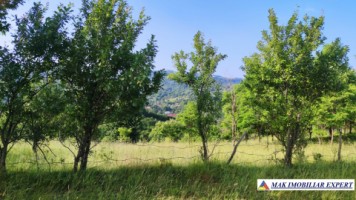 teren-extravilan-de-1-ha-cu-deschidere-de-150-m-plantat-cu-nuci-ideal-pentru-activitati-comerciale-valea-mare-pravat-mateias-1