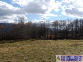vand-teren-3-ha-intravilan-in-nucsoara-arges