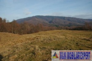 vand-teren-3-ha-intravilan-in-nucsoara-arges-3