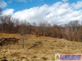 vand-teren-3-ha-intravilan-in-nucsoara-arges-8