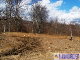 vand-teren-3-ha-intravilan-in-nucsoara-arges-10