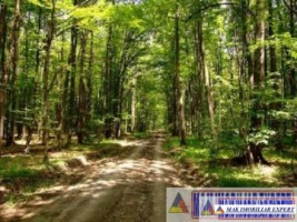 padure-de-1500-mp-de-vanzare-in-campulung-muscel-arges