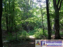 padure-de-1500-mp-de-vanzare-in-campulung-muscel-arges-1