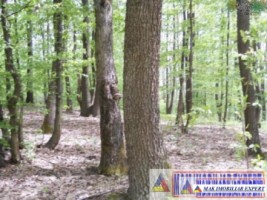 padure-de-1500-mp-de-vanzare-in-campulung-muscel-arges-2
