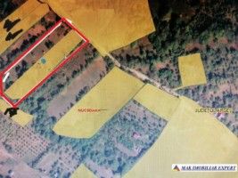 teren-extravilan-1-ha-nucsoara-arges-ideal-pentru-agricultura-2