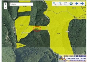 vanzare-padure-10-ha-in-bughea-de-sus-oportunitate-unica-4