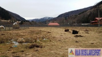 teren-intraextravilan-2000-mp-de-vanzare-rucar-satic-arges-3