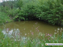 urgent-vila-3-camere-cu-teren-de-7000-mp-de-vanzare-in-dambovicioara-oportunitate-excelenta-pentru-investitie-4