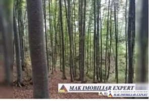 padure-mixta-de-64-ha-in-mihaesti-arges-oportunitate-unica-de-investitie