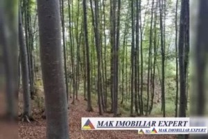 padure-mixta-de-8-ha-in-calinesti-oportunitate-de-investitie-ecologica